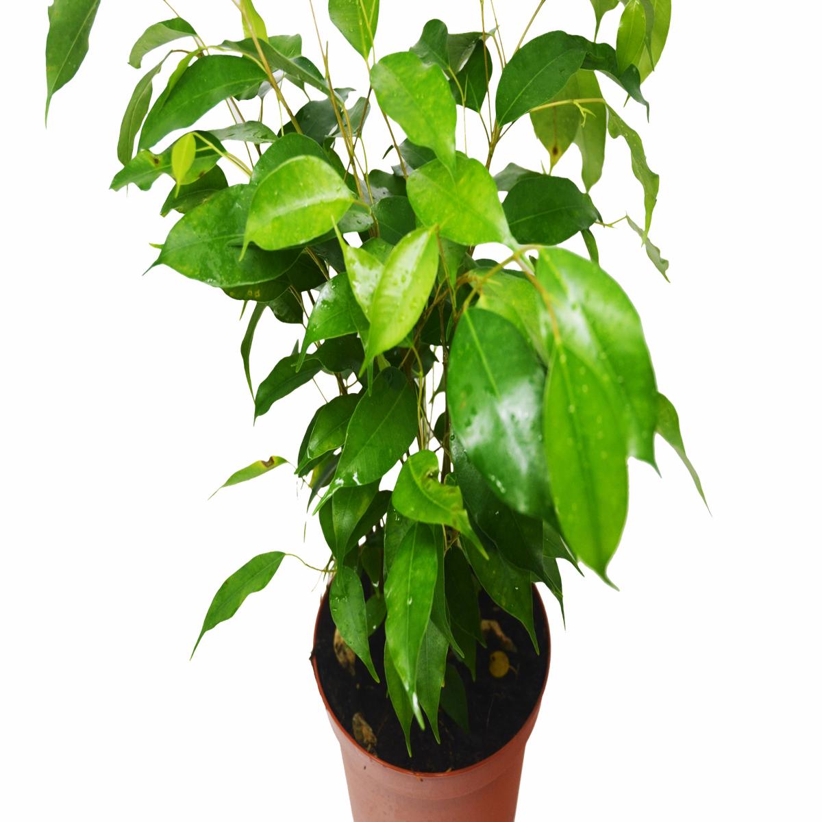 Ficus 'Benjamina'