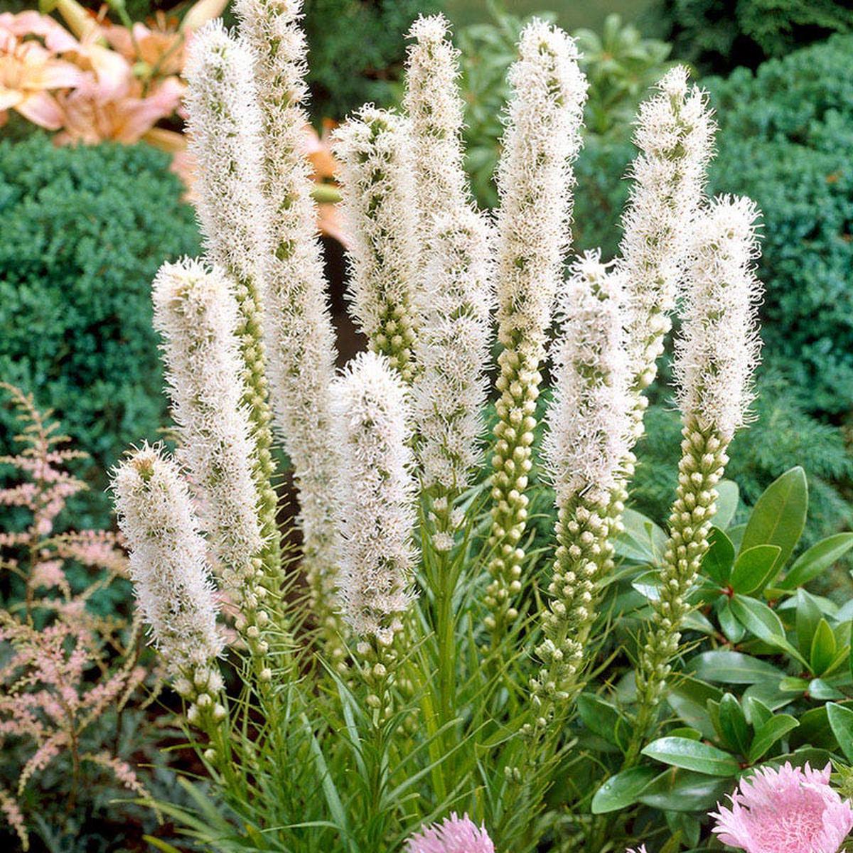 Floristan White Blazing Star