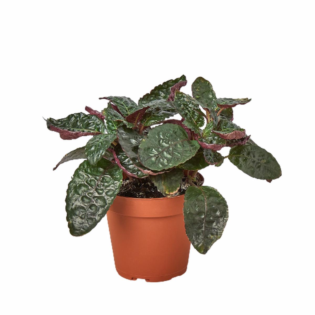 Hemigraphis 'Purple Waffle'