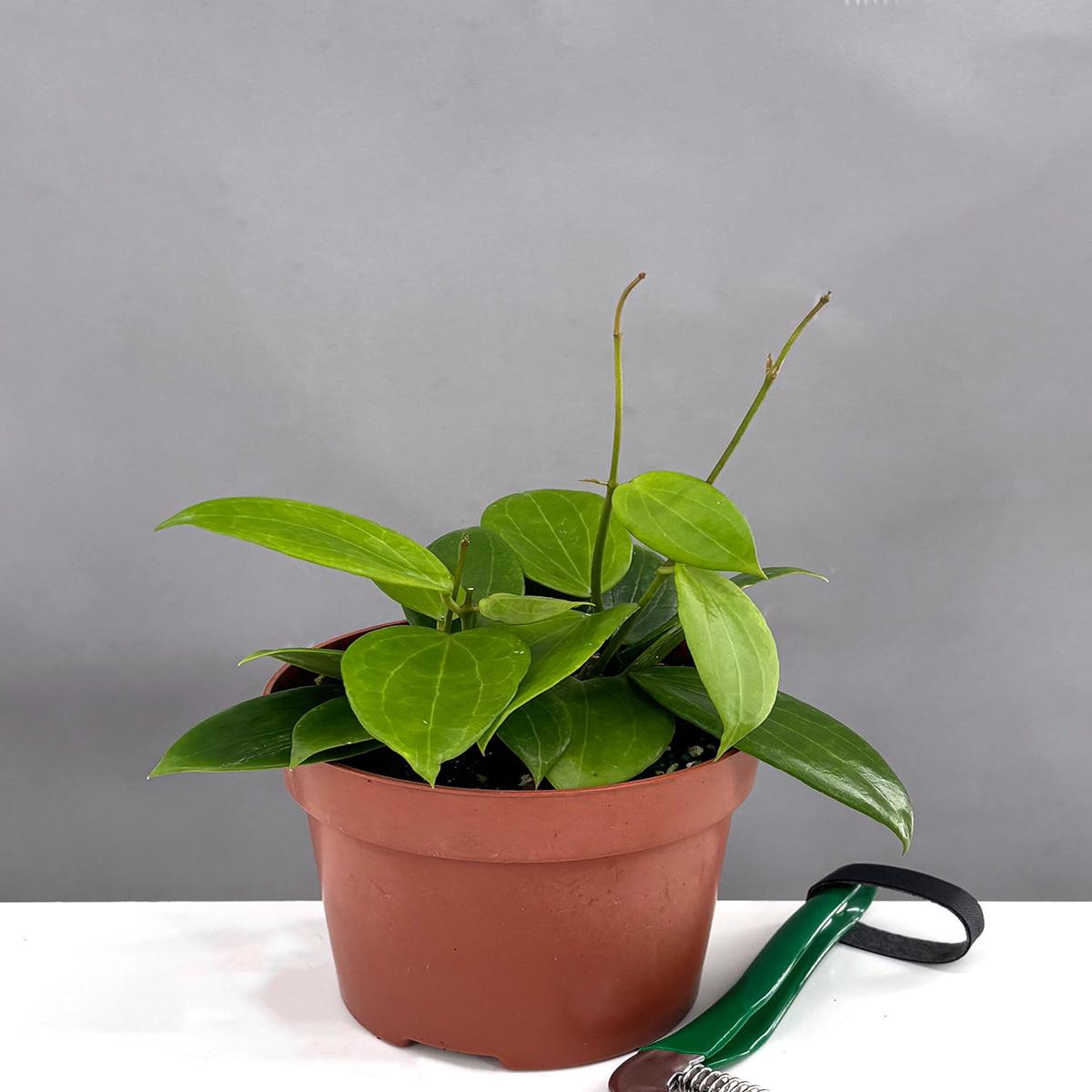 Hoya MB 1379
