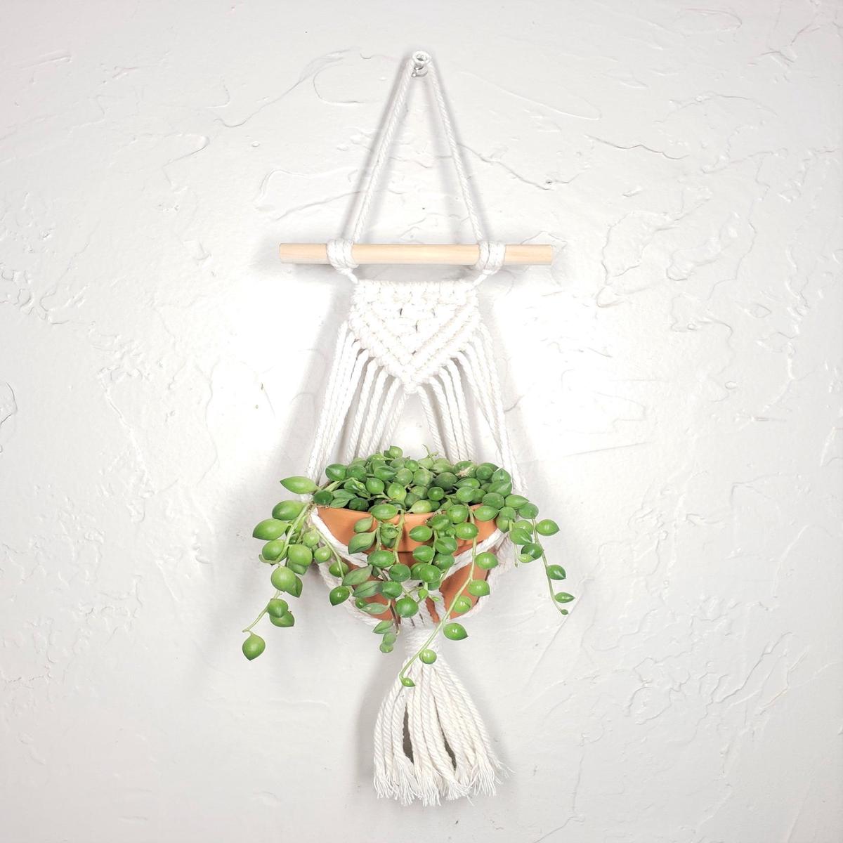 Mini Macrame Hanger with 2.5" succulent