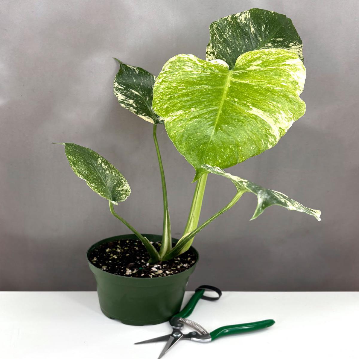 Monstera Mint