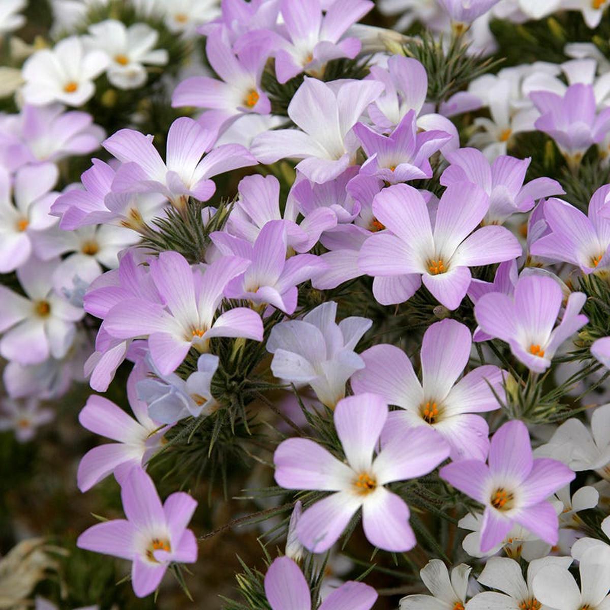 Mountain Phlox Seeds