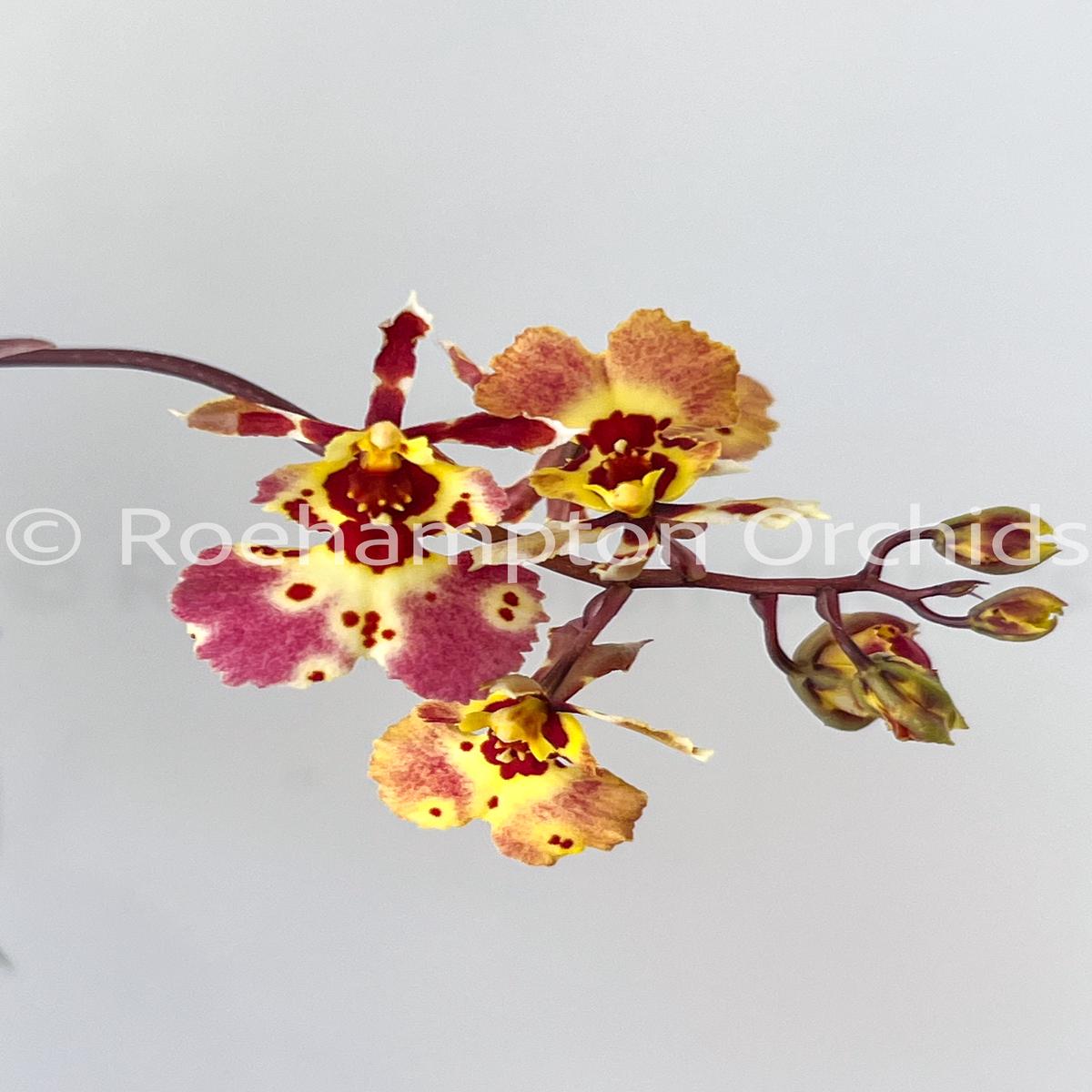 Onc. Tsiku Charlotte