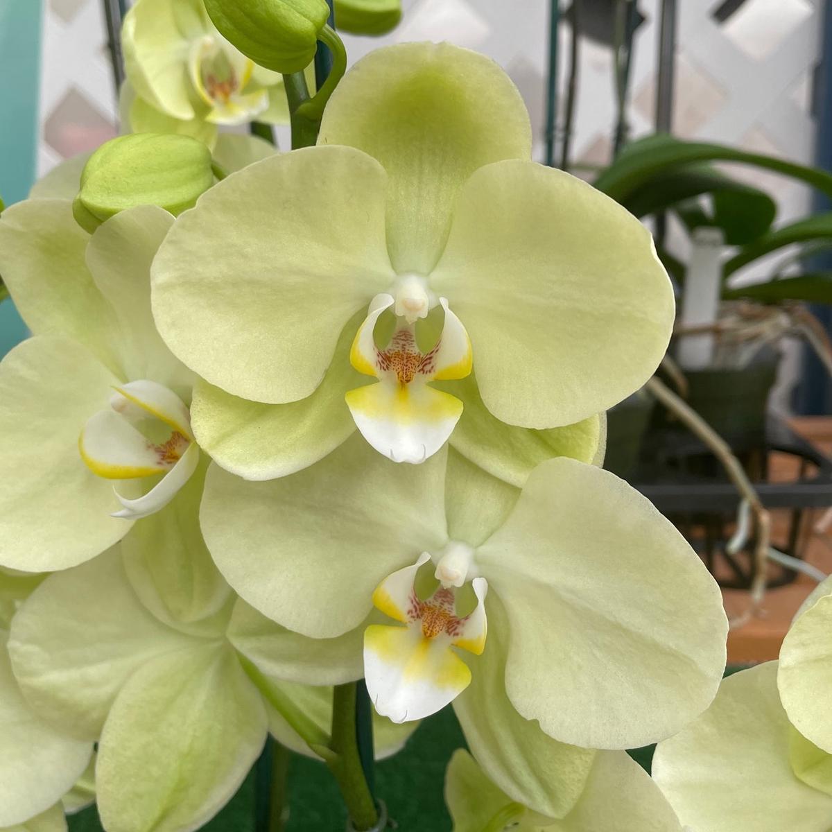 Phal. Sunshower