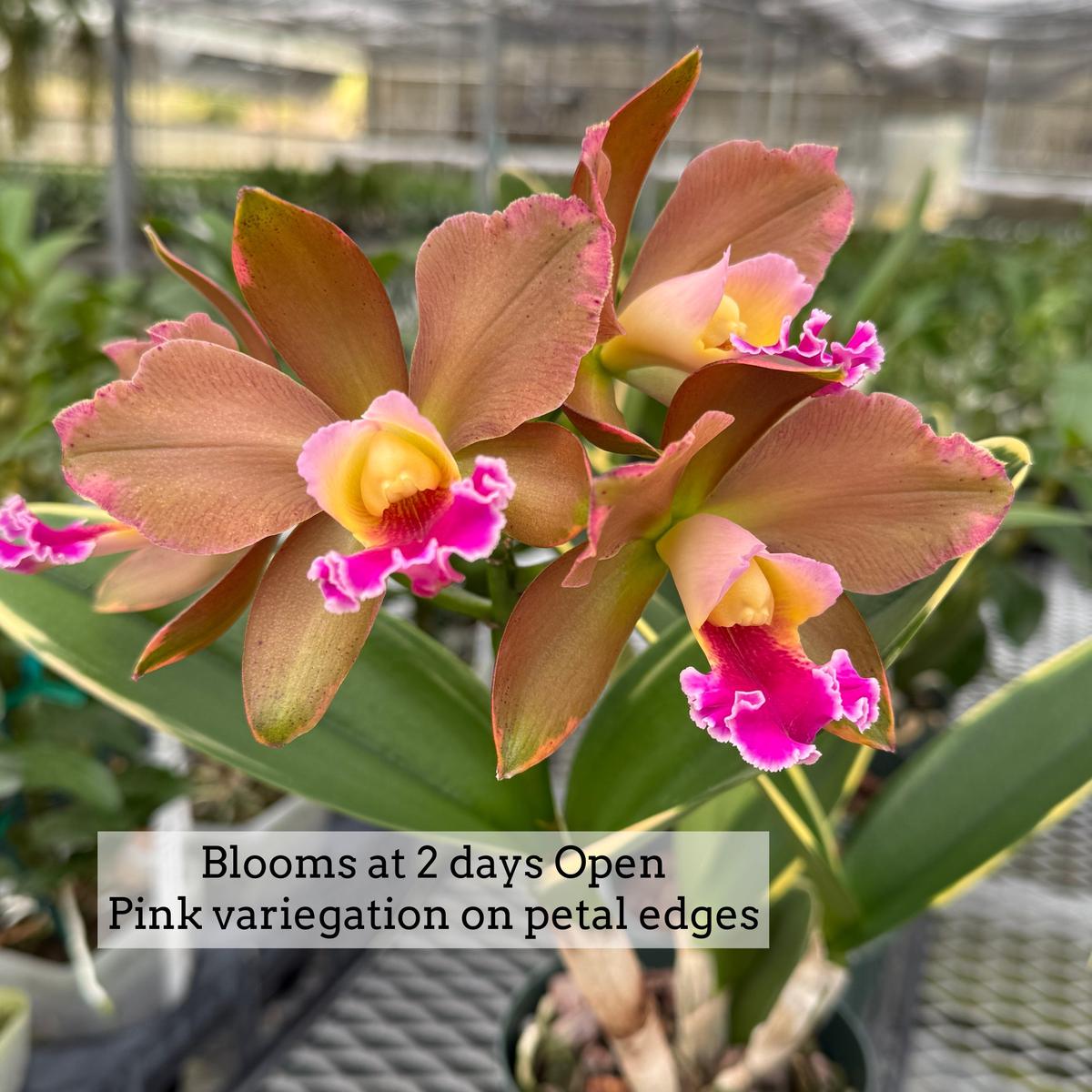 Rlc. Akiko Sato 'Volcano Queen' (Variegated) - 5" Pot - Buds
