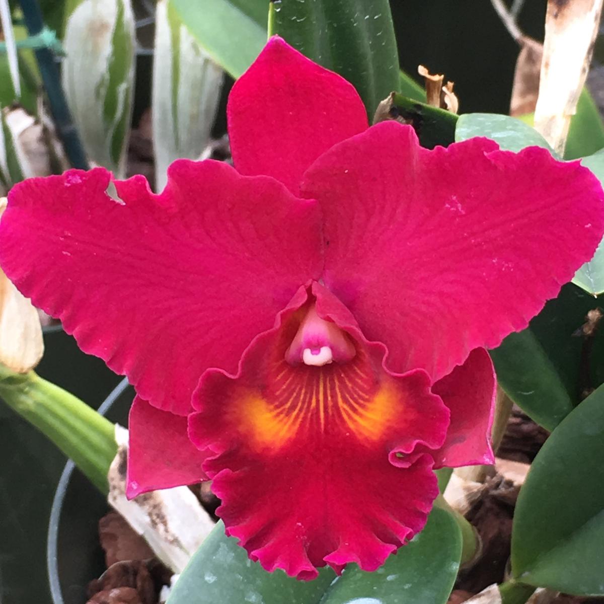 Rlc. David Wynn Miller 'Volcano Beauty' (5.5" Pot) - First Bloom