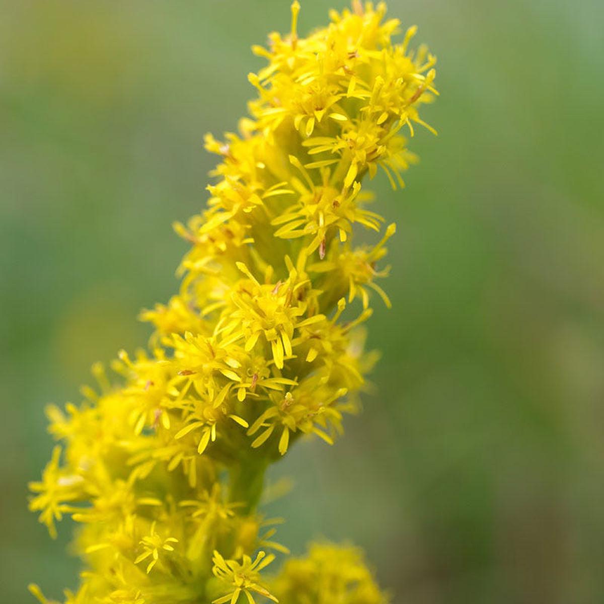 Showy Goldenrod Seeds