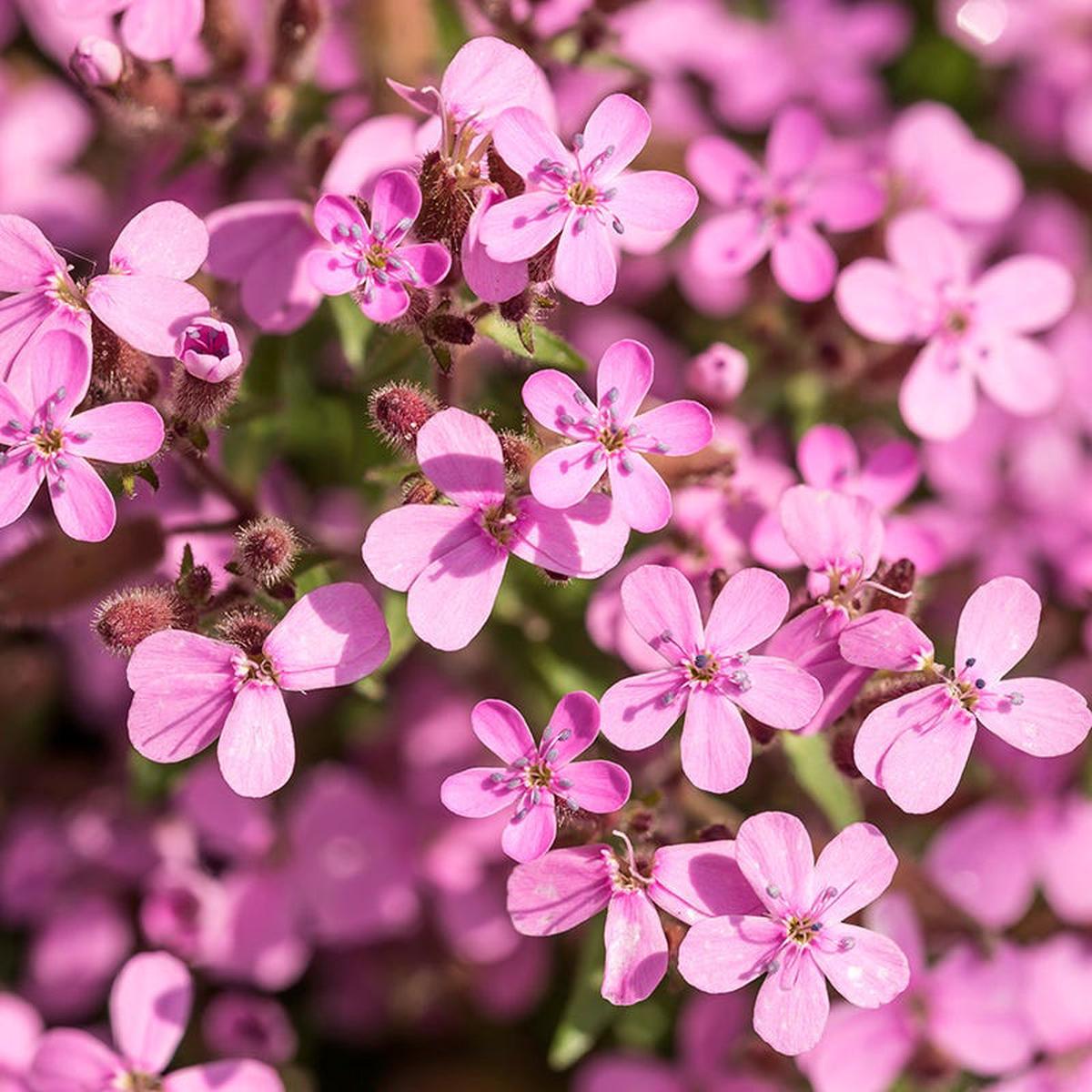 Soapwort Seeds