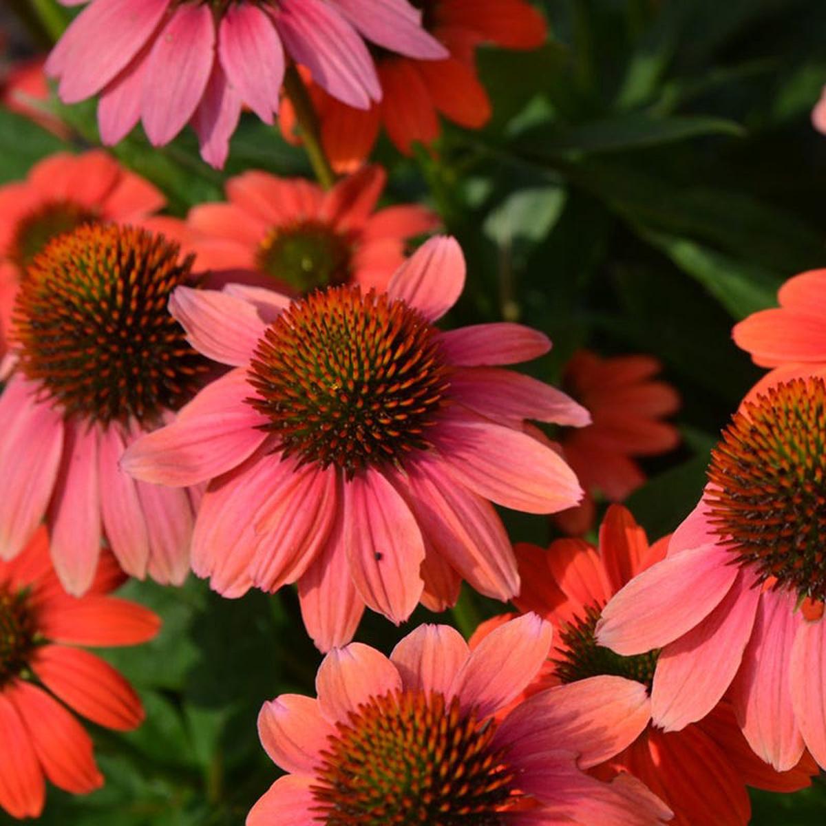 Sombrero Poco Hot Coral Echinacea