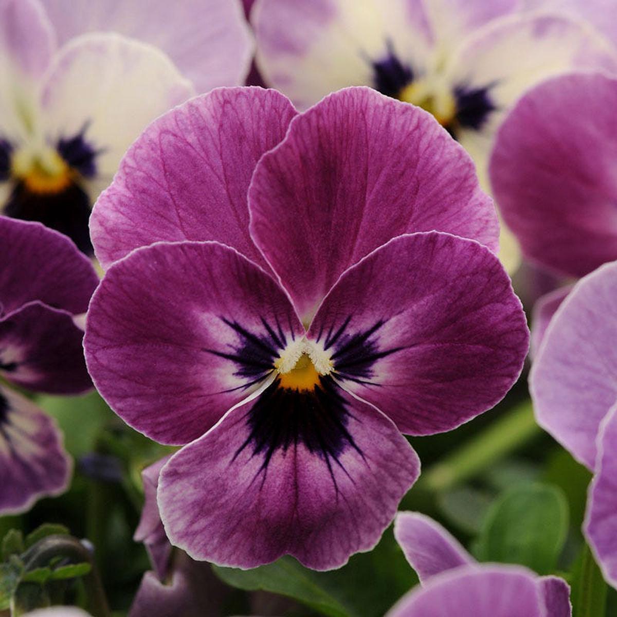 SorbetXP Raspberry Viola