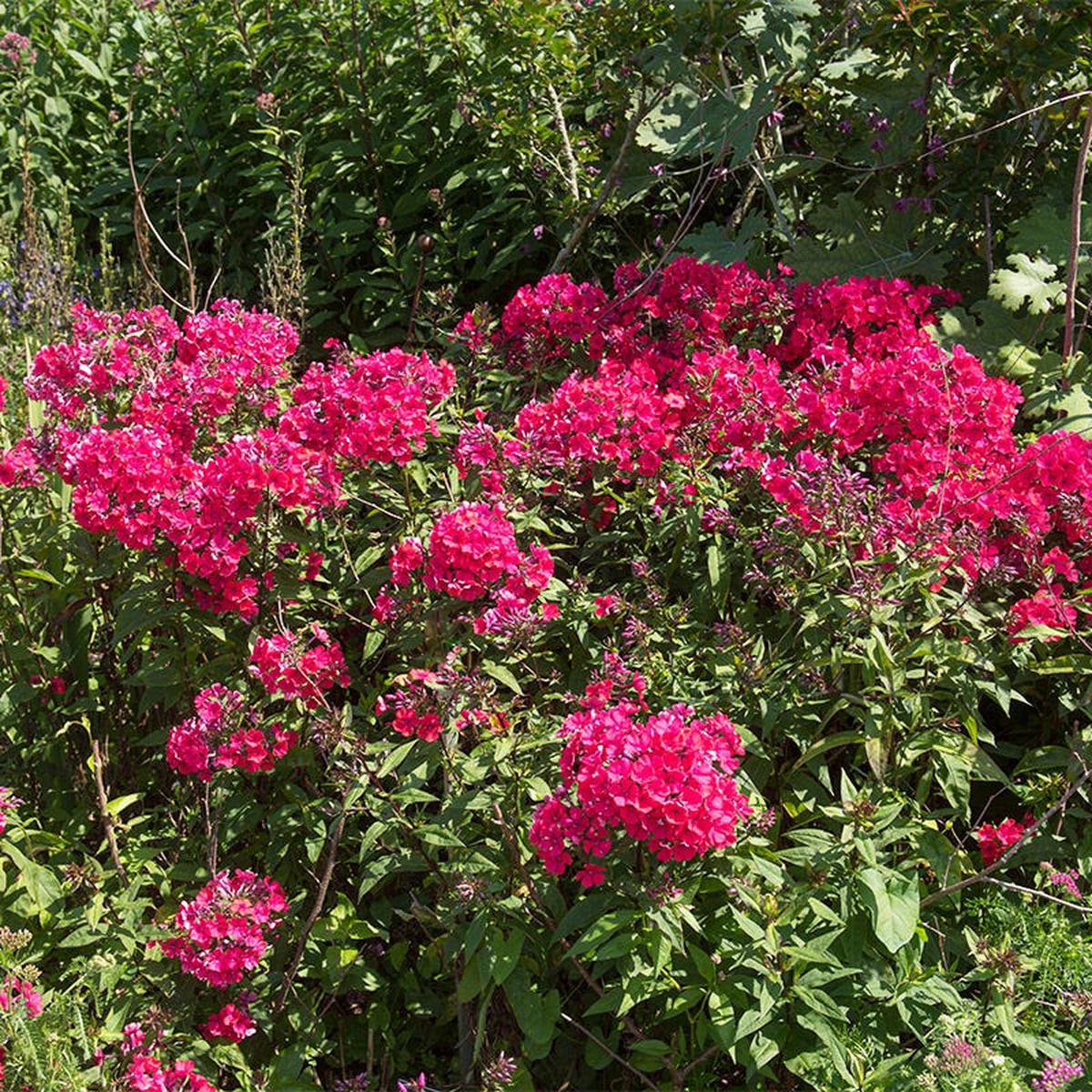 Starfire Phlox