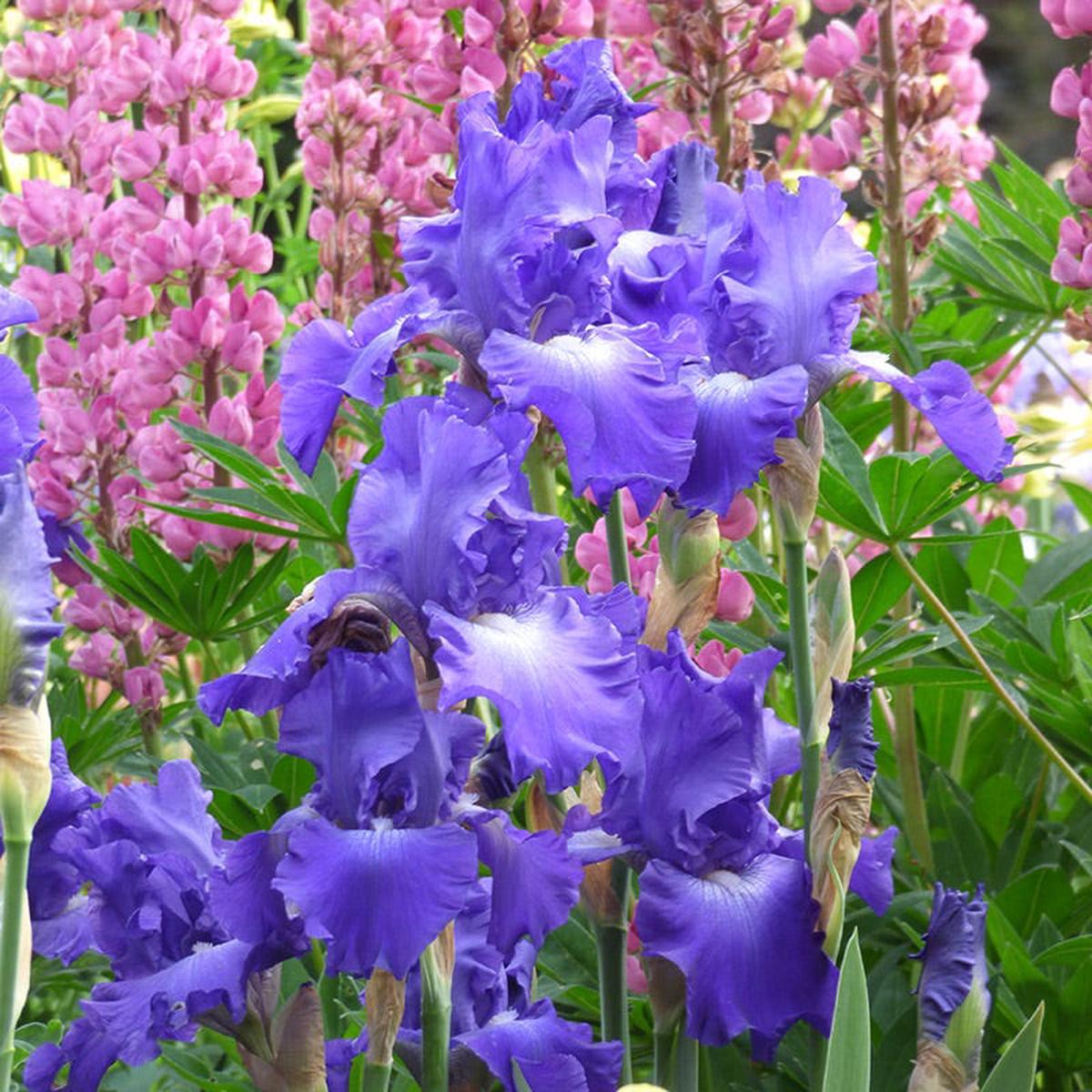 Stellar Lights Reblooming Bearded Iris