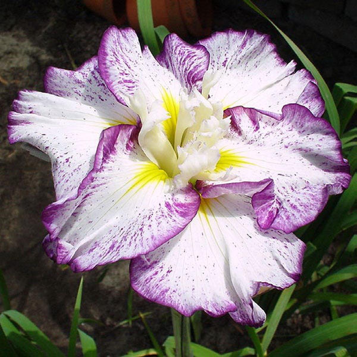 Stippled Ripples Japanese Iris