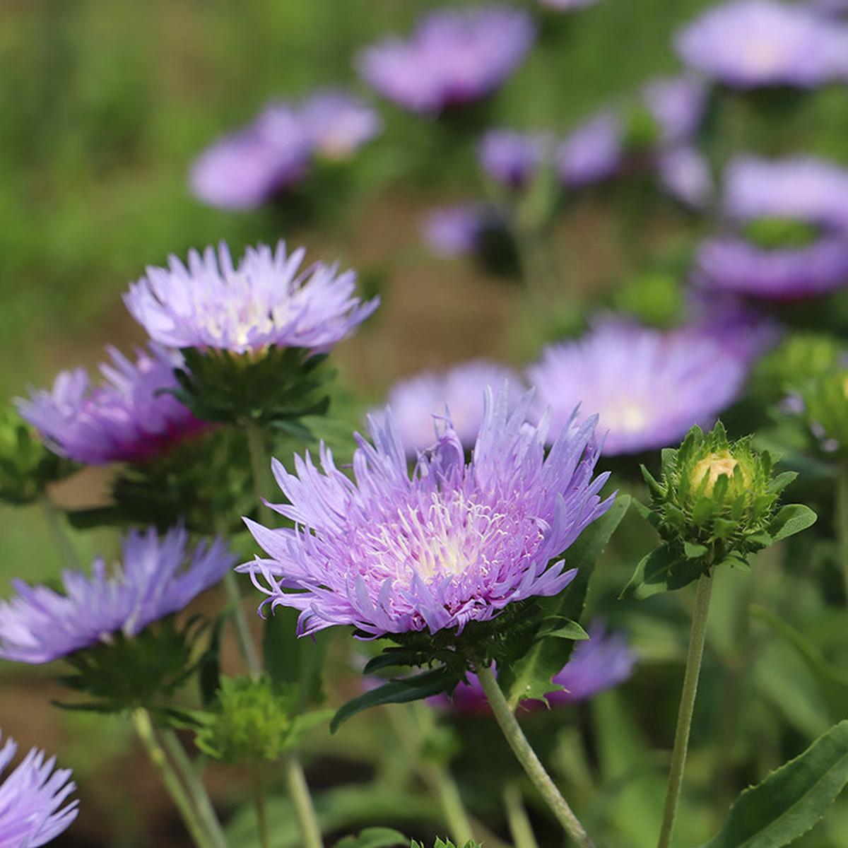 Stoke's Aster