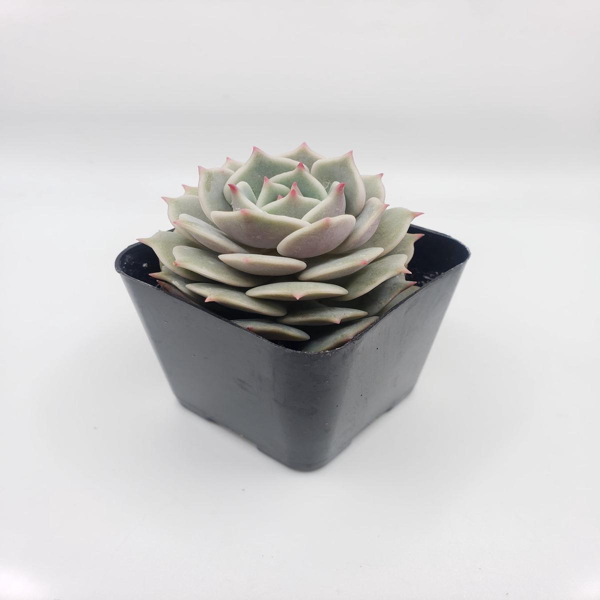 #23 Echeveria Lola