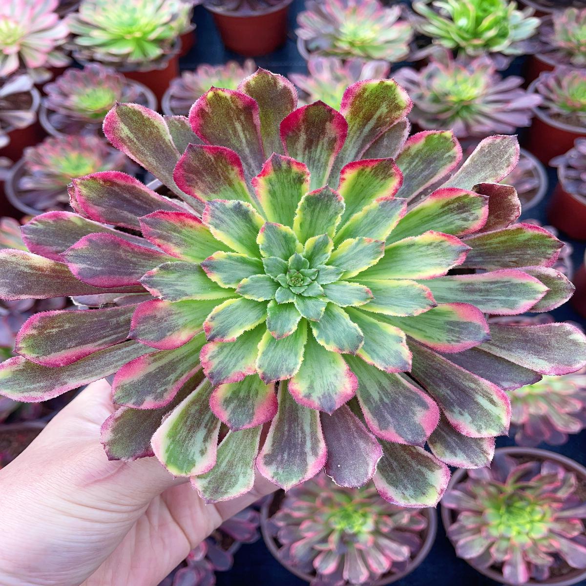 Aeonium Carnival Brushed Varigation.Cutting.13cm