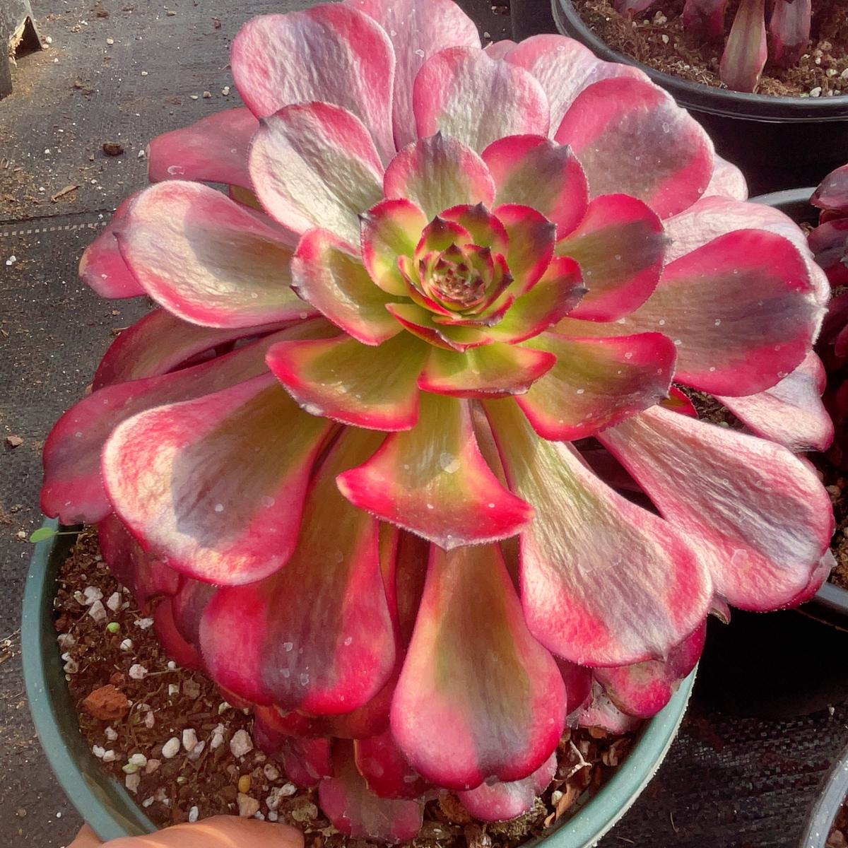 Aeonium MeiJi,Single Head With Root 13cm