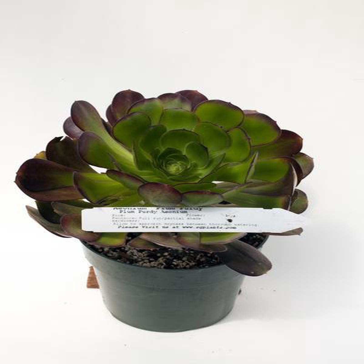 Aeonium 'Plum Purdy'