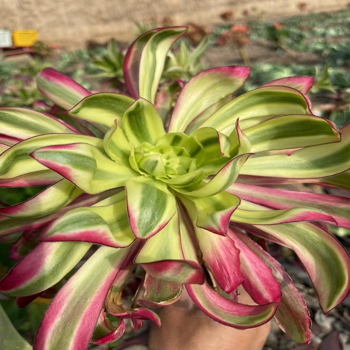 Aeonium Purpul Flame/Voodoo MutantCutting 20cm
