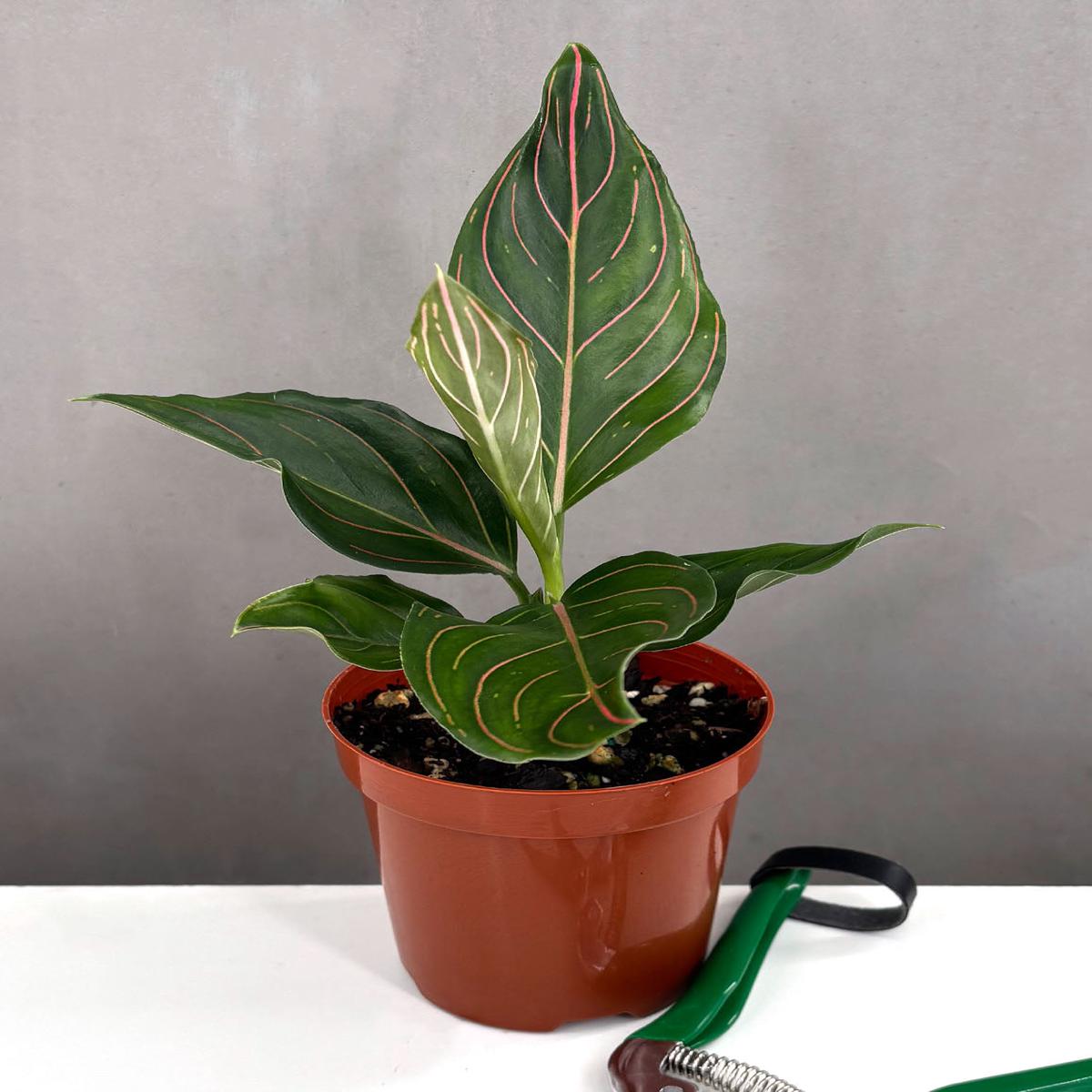 Aglaonema Red Vein