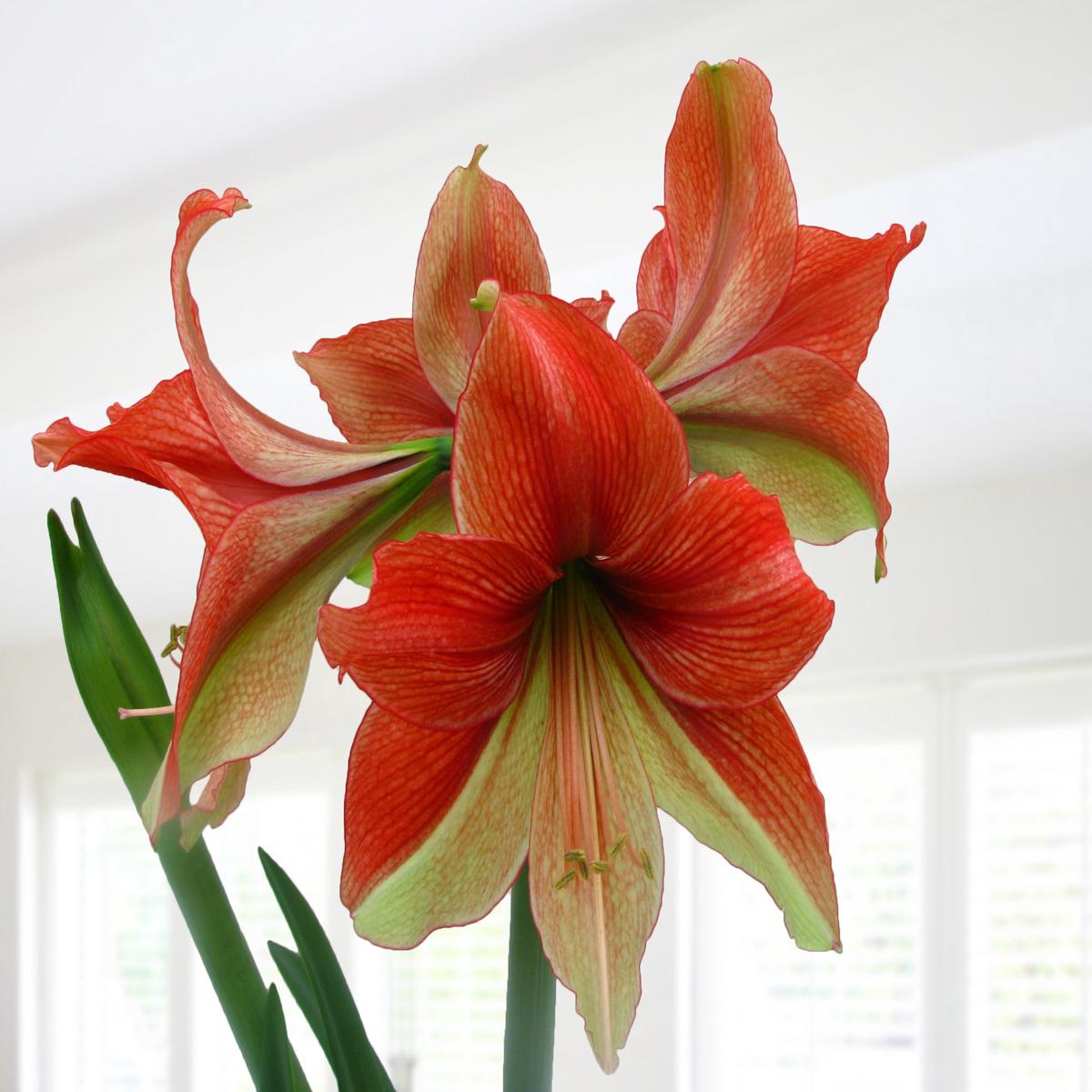 Amaryllis Half & Half (Hippeastrum hybrid)