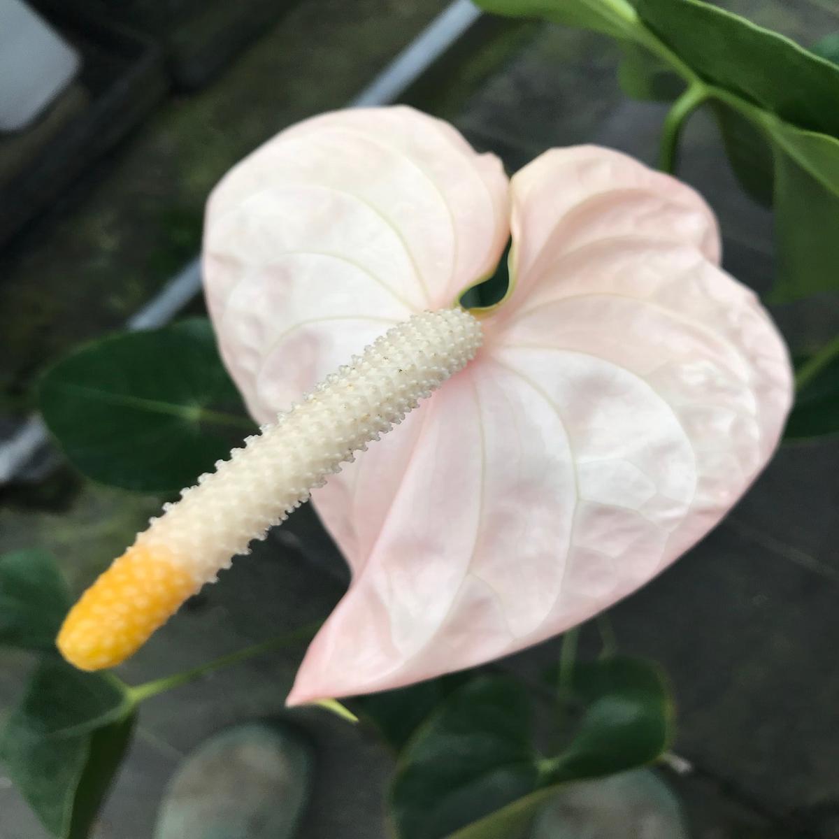 Anth. Coral Obake 'Blush' (5.5" Pot)