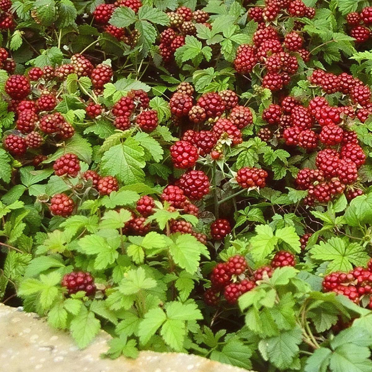 Arctic Raspberry Plant Sophia (Rubus arcticus x stellarcticus)