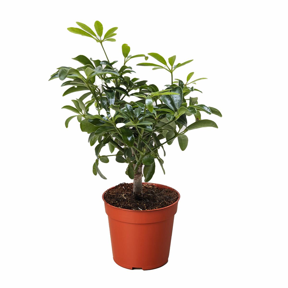 Bonsai Schefflera Arboricola