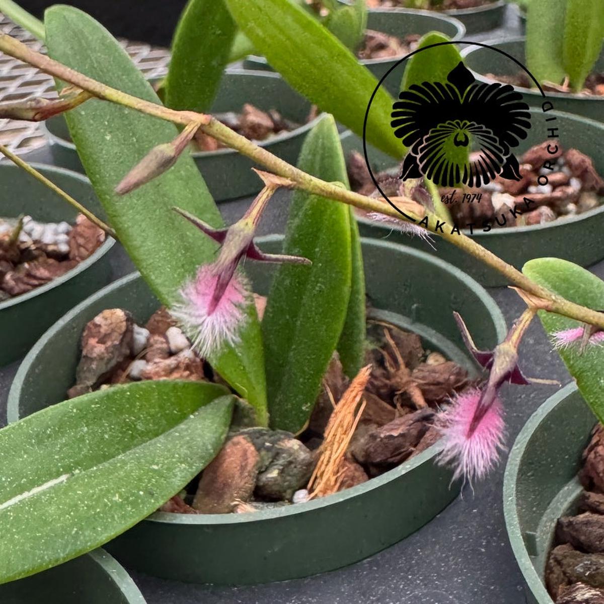 Bulb. saltatorium (3" Pot) - Spiking