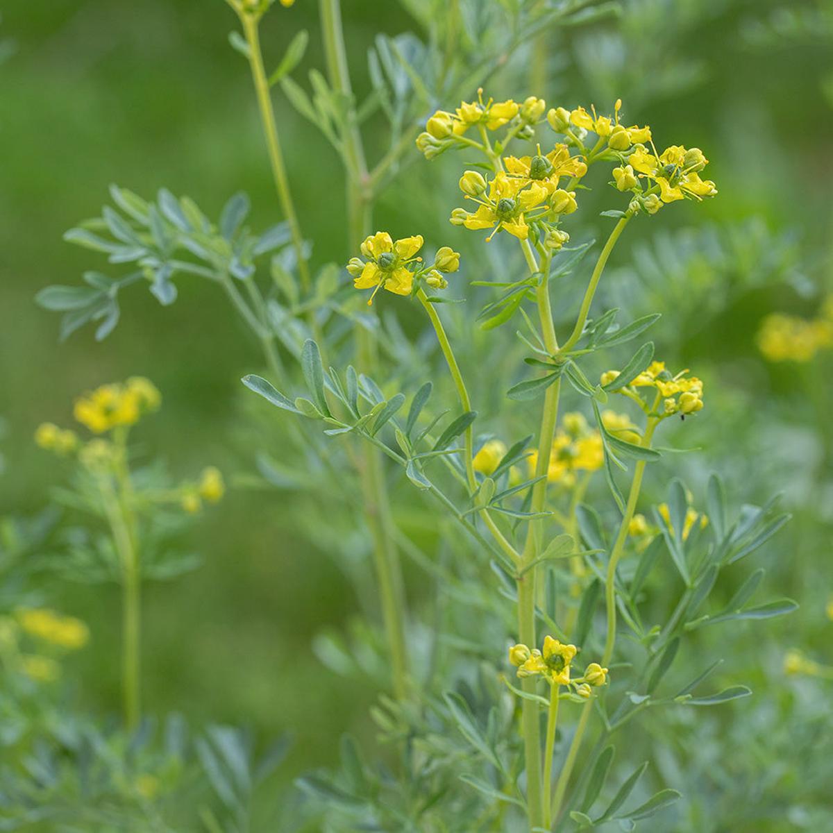 Common Rue Seeds