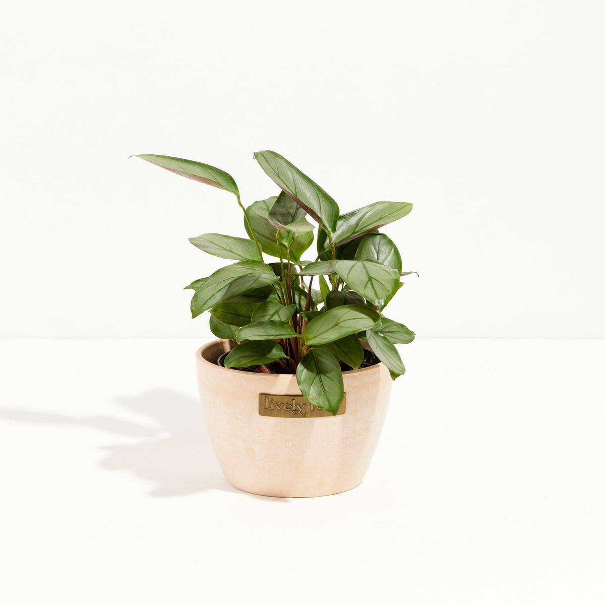 Ctenanthe Setosa Grey Star