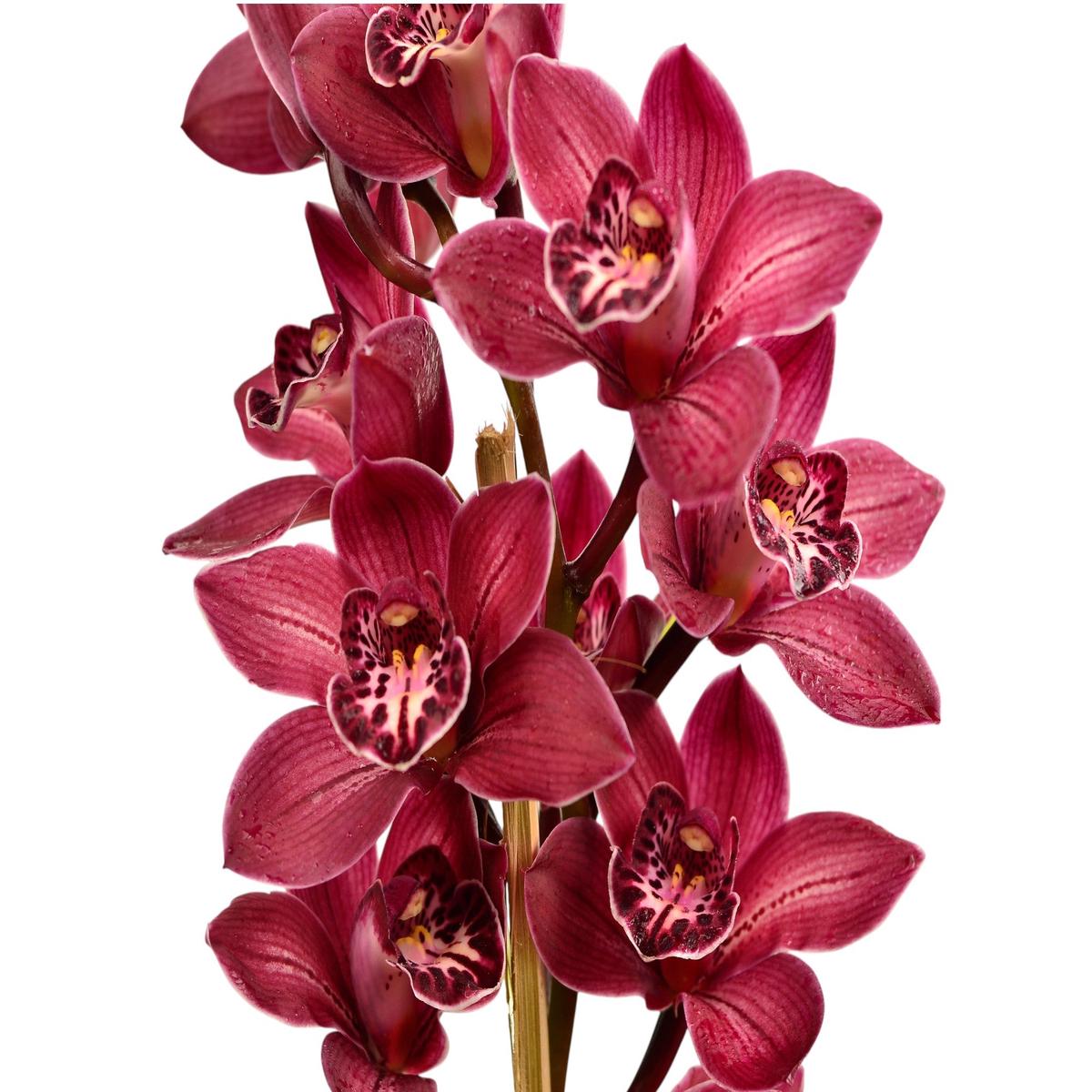 Cymbidium Bob Marlin Shocking (medium)