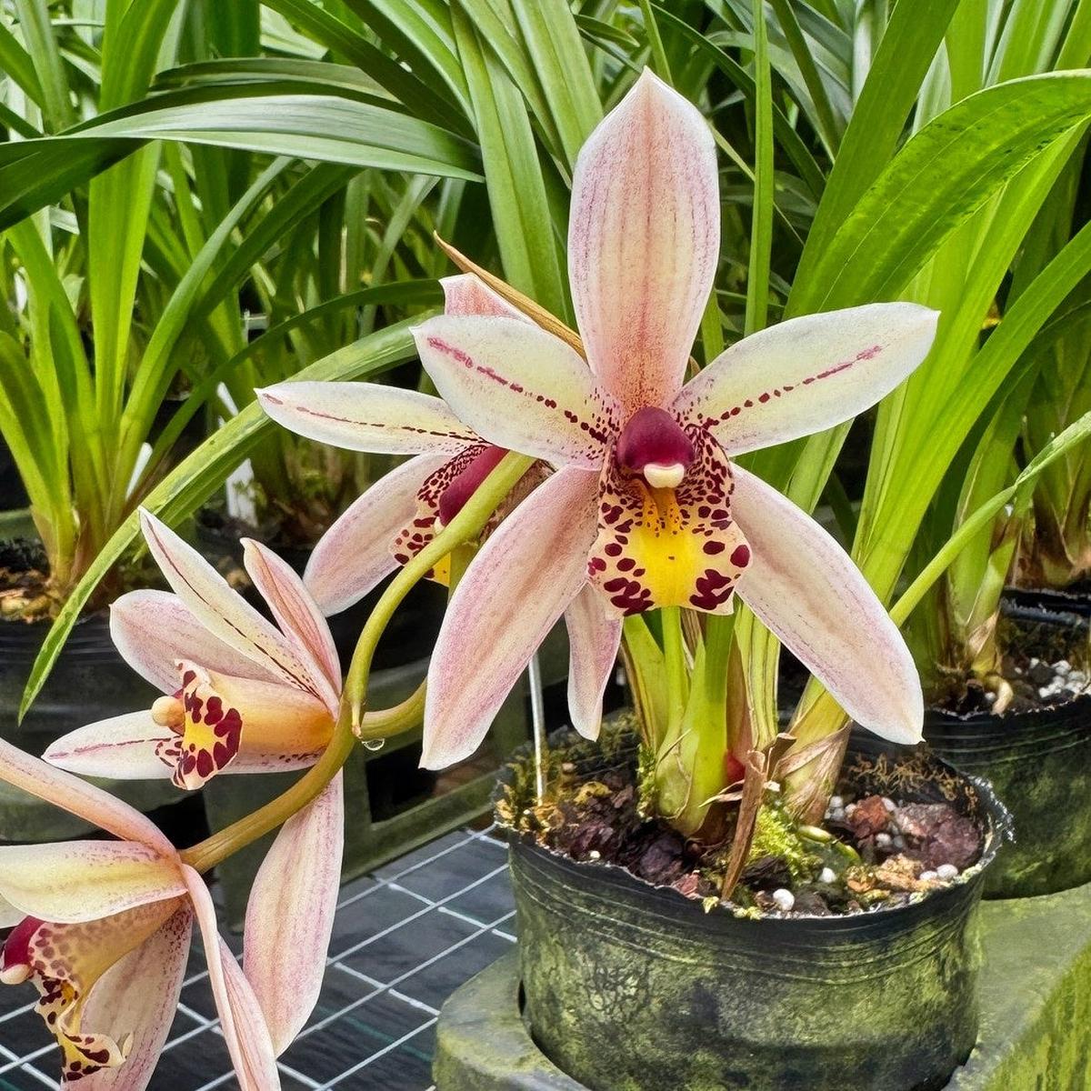 Cymbidium Prapuy Luang 'PK' (4" Pot) - Buds