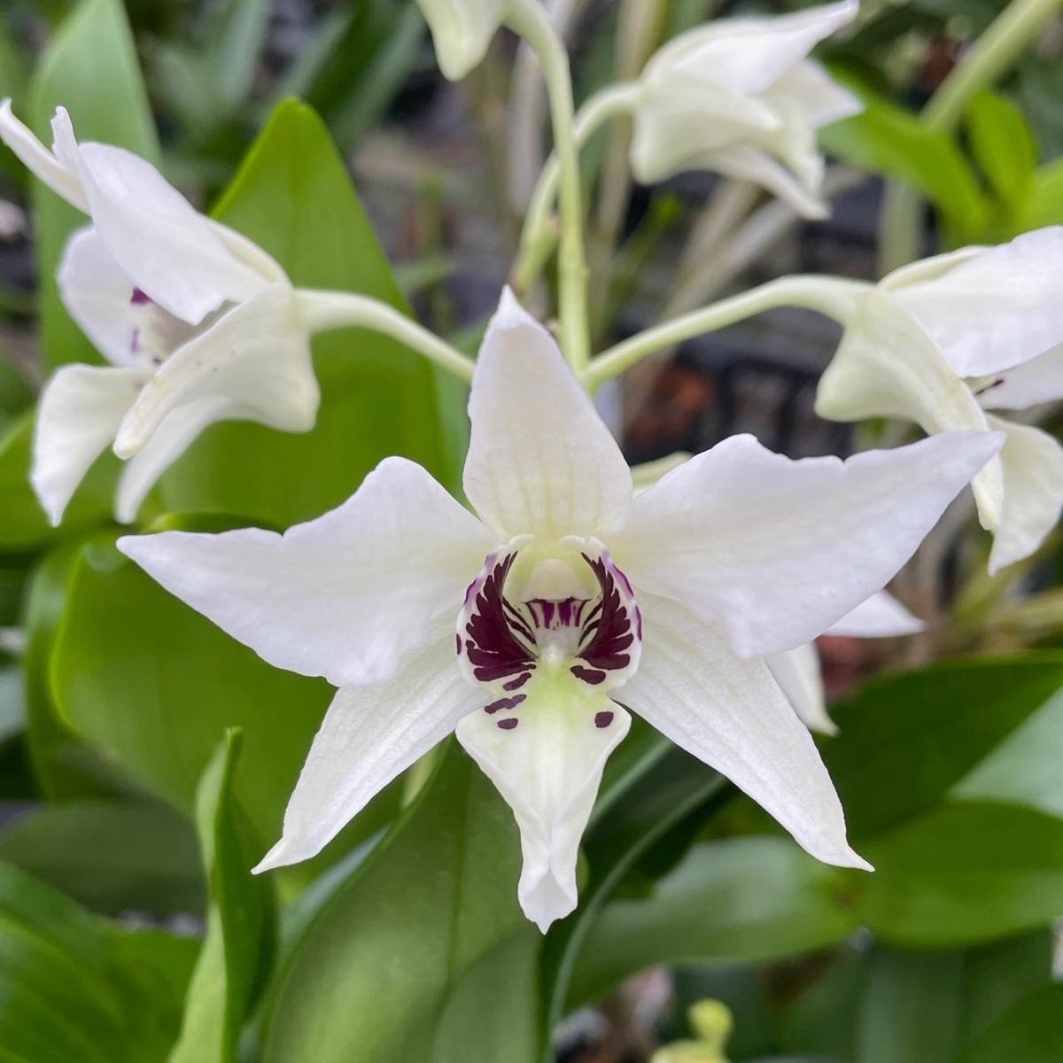 Den. Bill Takamatsu (5.5" pot)