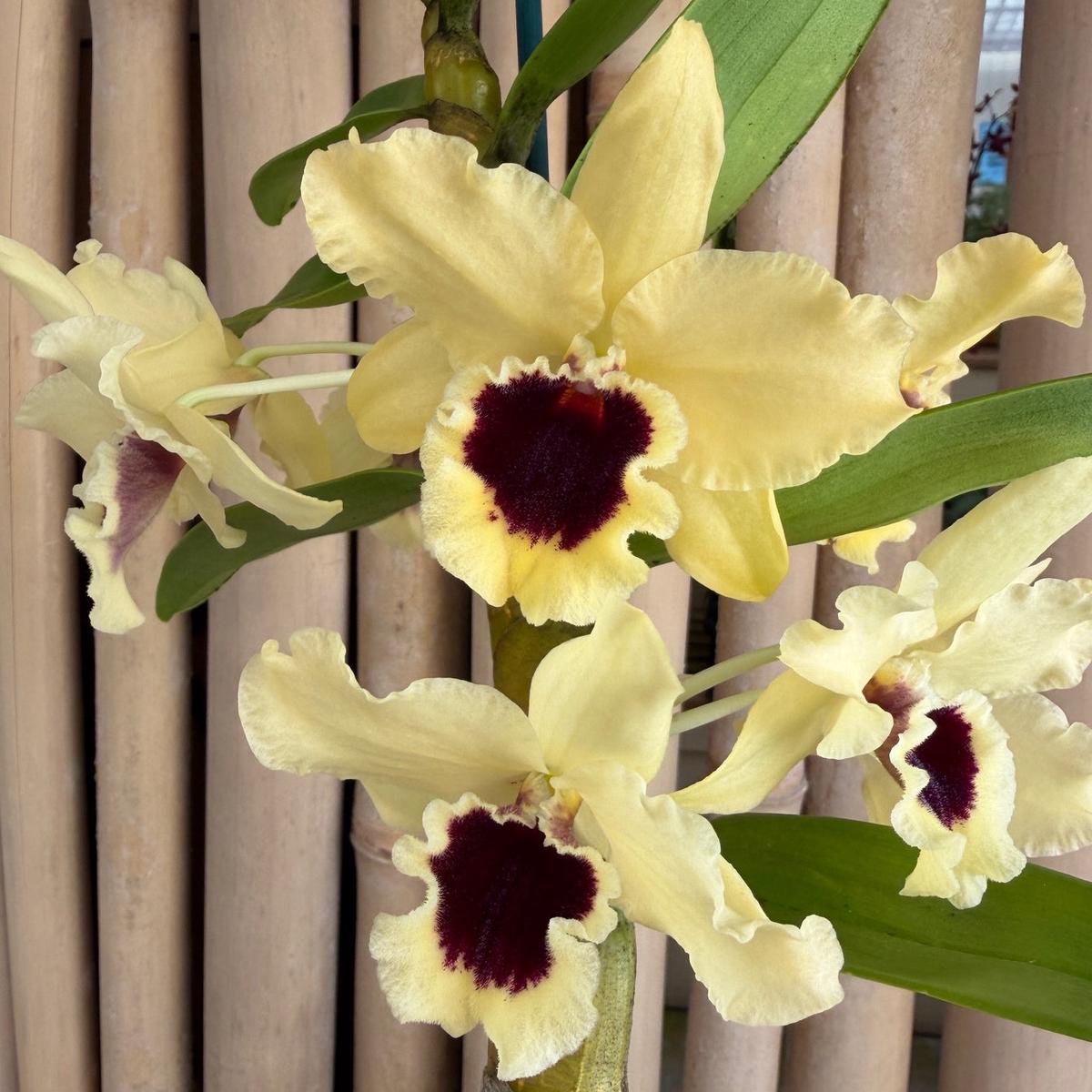 Den. Tianmu Huangdi (4" Pot) - Buds