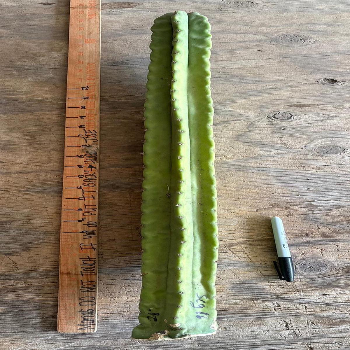 #EC173 EXACT Trichocereus SCG16 Long Cutting 28