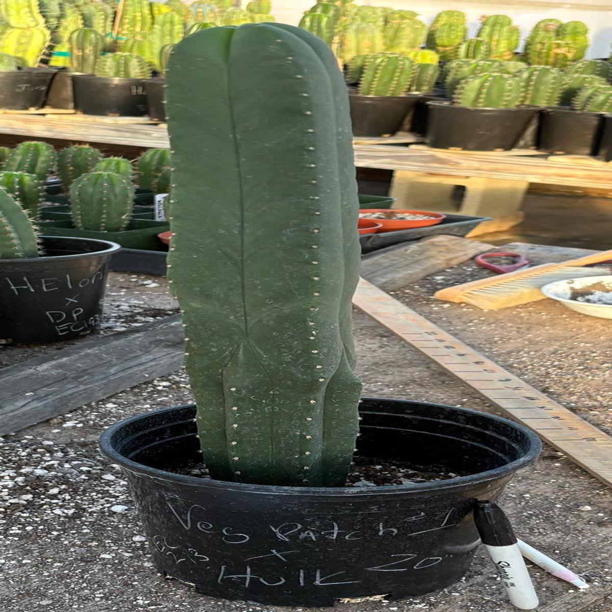 #EC213 EXACT Trichocereus Scopulicola Veggie Patch 1 X Scop Hulk 4 Rib Cactus 20