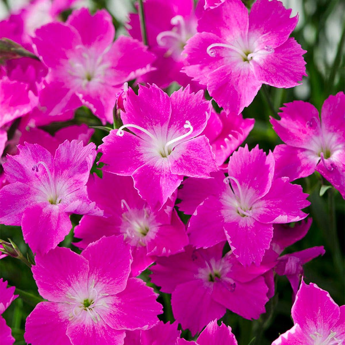Kahori Pink Dianthus