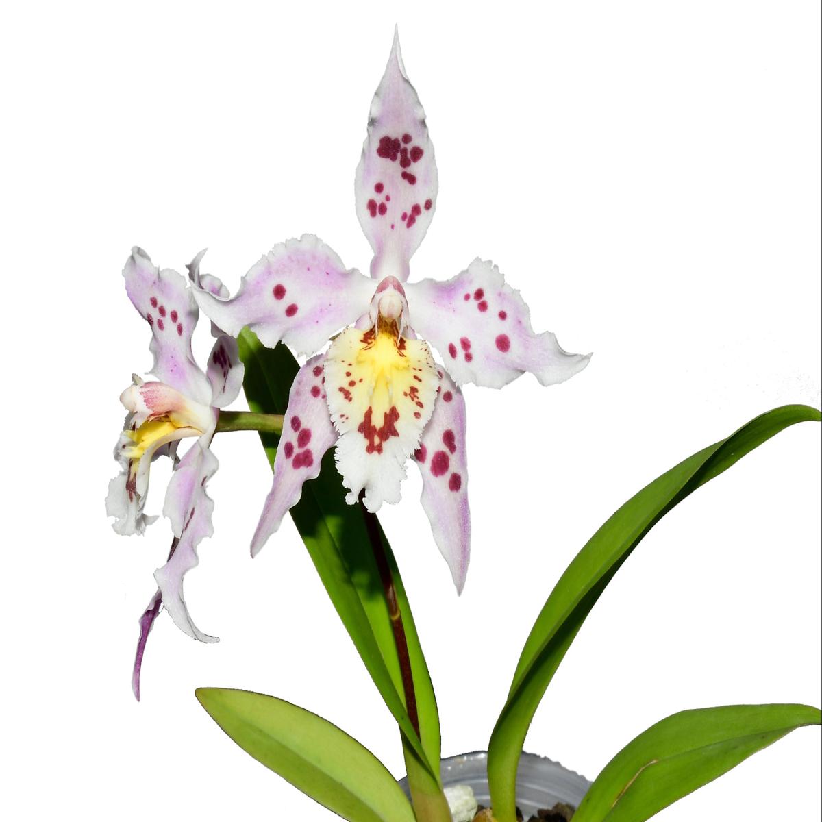 Oncidium Zoilita