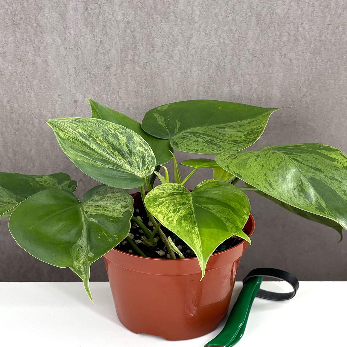Philodendron Heartleaf Variegated