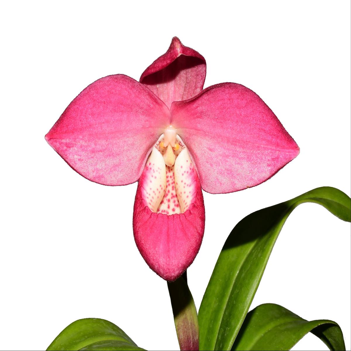 Phragmipedium Rose Gold
