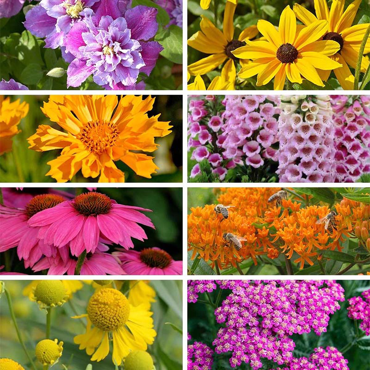 Pollinator Power Plant Collection