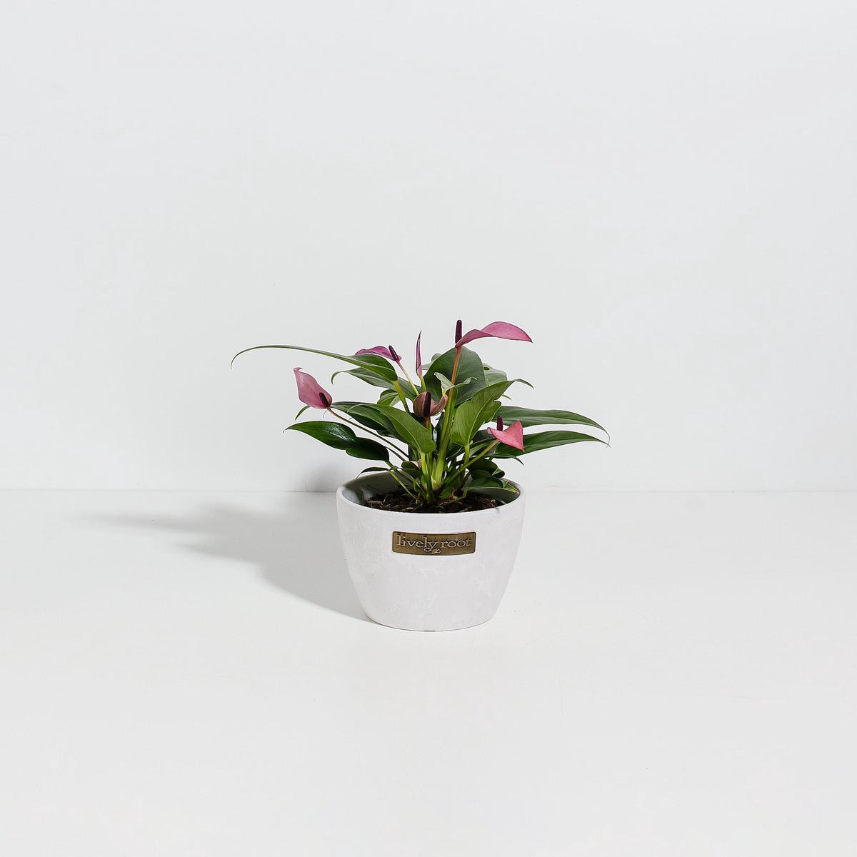 Purple Flamingo Flower