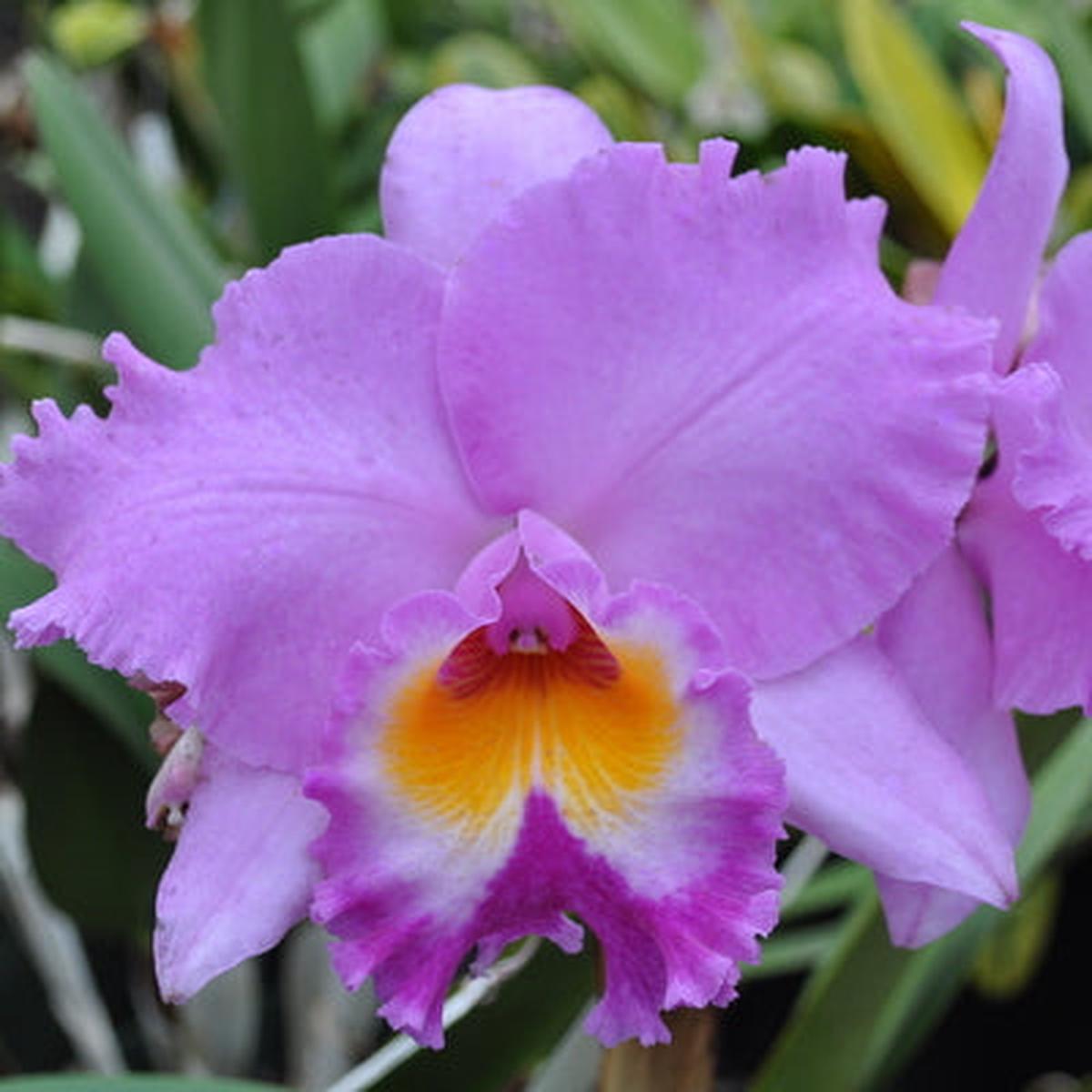 Rlc. Volcano Spring 'Volcano Queen' (5.5" Pot) -Buds