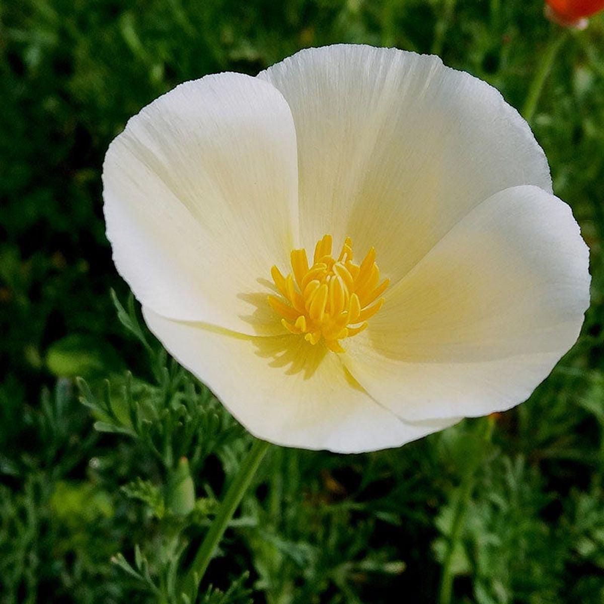 White Linen California Poppy Seeds