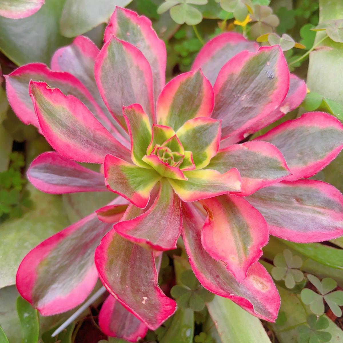 X,Aeonium Plum Purdy Hybrid.Voodoo,COLLECTING NAMES!!Cutting,15cm