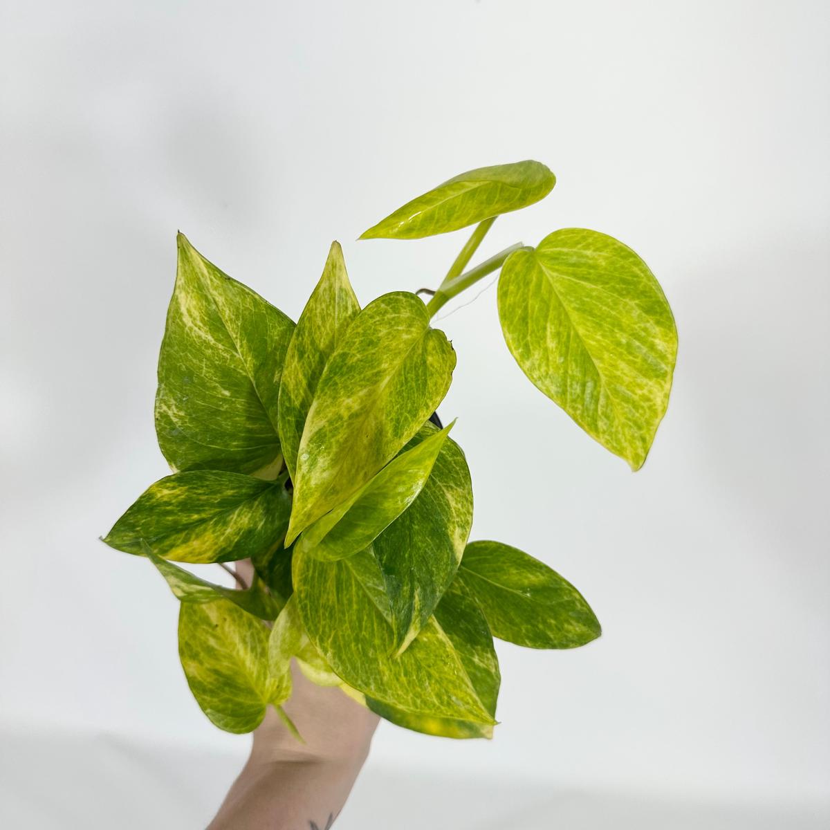 Z-4714 - Epipremnum aureum 'Alta Voltagem'