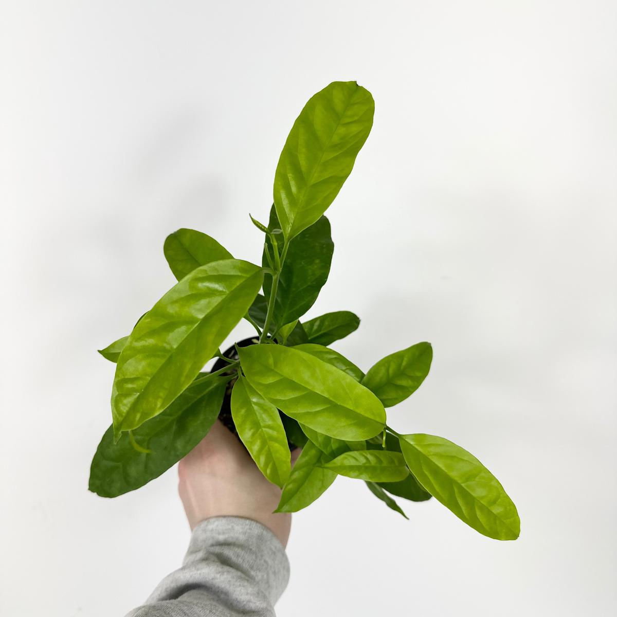 Z-5266 - Hoya solokensis
