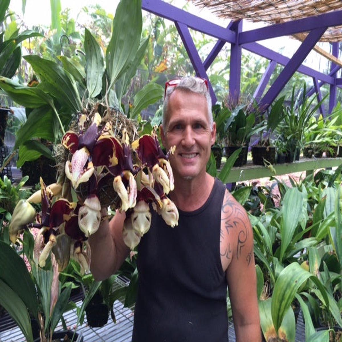 085-Stanhopea nigroviolacea The Predator  FCC x sib Glory of Mexico , treated for size and tetraploidy